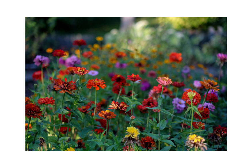 Distribution gratuite de compost