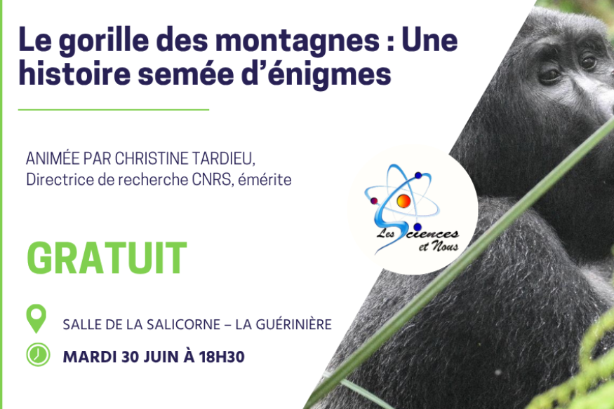 Une conférence sur le gorille des montagnes : Une histoire semée d’énigmes